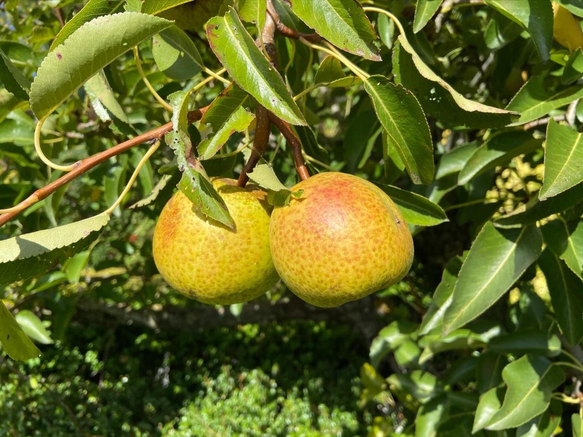 Gastenverblijf 'T Landsheertje Veurne Εξωτερικό φωτογραφία